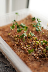 micro-green sprouts of cross-lettuce in a container in a vertical format