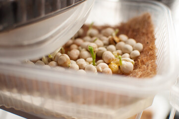sprouted pea seeds in a container