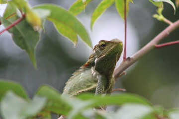 Lizard on tree