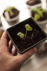 radish sprout in a black pot in hand on a blurry background