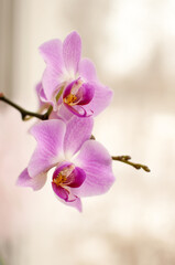 Fototapeta na wymiar pink orchid flowers on a white blurred background