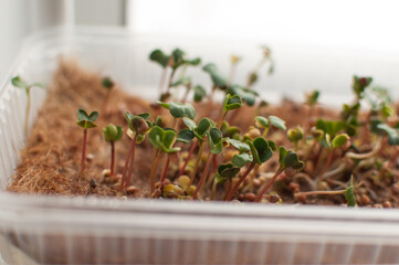 micro-green cross-lettuce sprouts in a container