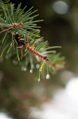 green spruce branches with water drops on a blurred background in vertical format