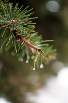 green spruce branches with water drops on a blurred background in vertical format