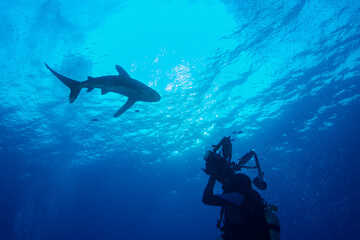 Underwater photographer shooting Silky Shark length.