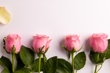 Composition of roses on white background