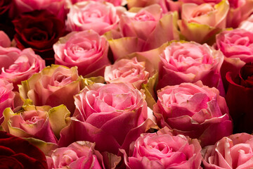 Composition of close up of roses