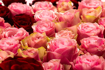 Composition of close up of roses