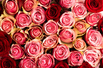 Composition of close up of roses