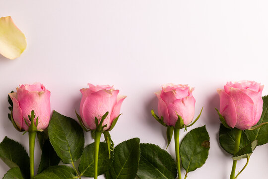 Composition of roses on white background