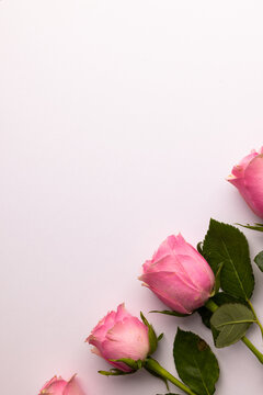 Composition of roses on white background