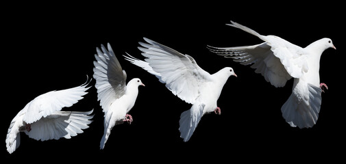 white dove in flight isolated on black background, set