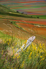 Flowering in the lentil fields in Castelluccio di Norcia