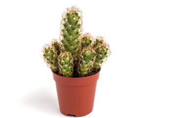 On a white isolated background, a mini cactus in a plastic pot.