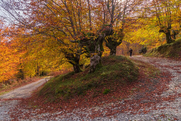 Caminando entre colores y hayas