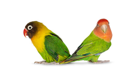 Cute pair of Lovebirds aka Agapornis, sitting back to back on flat surface. Isolated on a white background.