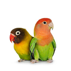 Obraz na płótnie Canvas Cute pair of Lovebirds aka Agapornis, sitting close together on flat surface. Isolated on a white background.