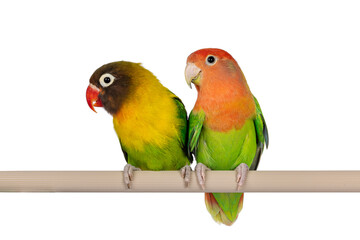Obraz na płótnie Canvas Cute pair of Lovebirds aka Agapornis, sitting together on a fake wooden branch. Isolated on a white background.