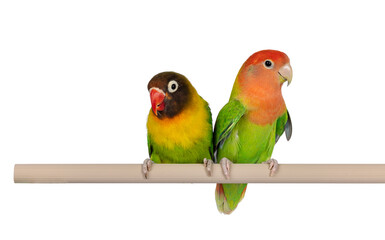 Fototapeta na wymiar Cute pair of Lovebirds aka Agapornis, sitting together on a fake wooden branch. Isolated on a white background.