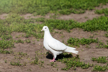 white dove stands on the ground with green grass