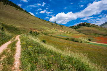 Fototapeta premium Flowering in the lentil fields in Castelluccio di Norcia