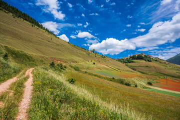Flowering in the lentil fields in Castelluccio di Norcia