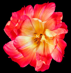 Red  tulip.  Flower on black isolated background with clipping path.  For design.  Closeup.  