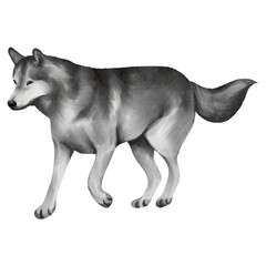 Siberian watercolor dog