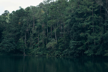 pine forest in Mae Hong Son , Thailand .