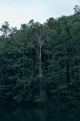 Obraz na płótnie Canvas pine forest in Mae Hong Son , Thailand .