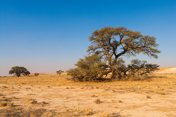 Typical landscape of the Kalahari desert with sand, patches of dry grass and Camelthorn trees (Vachellia erioloba), Kgalagadi National Park, South Africa