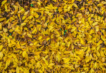 Nature ground texture with dead leaves on the grass during fall season