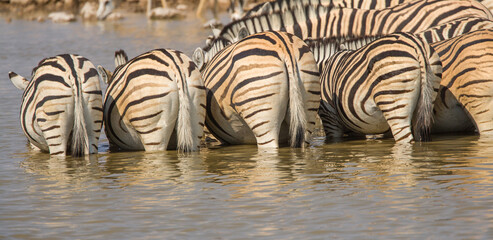 Fototapeta na wymiar Group of Plains zebra (Equus quagga) drinking from a waterhole