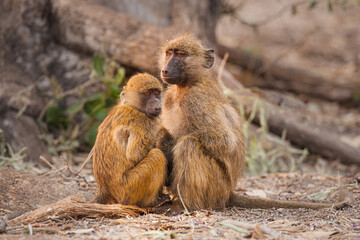 Two Chacma baboons (Papio ursinus) huddle together to keep warm after a cold night
