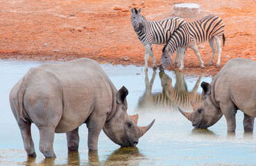 Fototapeta premium Rhino and two zebra drinking water from a (rezerv) small lake - Etosha National Park, Namibia