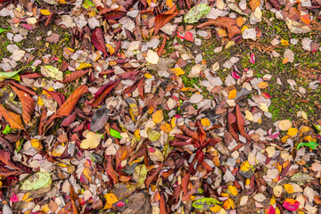 Nature ground texture with dead leaves on the grass during fall season