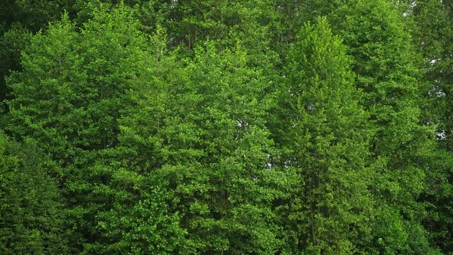 Nature Background. Green Leaves Wall. Backdrop of Big Trees with Foliage. Frame of Green Leaves Texture. Clean Environment. For Ad of Bio, Plant Products. Organic Natural Concept. Trees on the Wind.