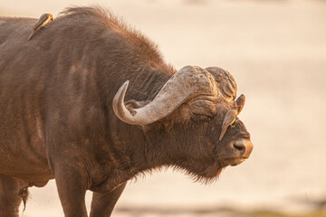 Portrait of a Cape buffalo (Syncerus caffer) bull with red-billed oxpeckers (Buphagus...