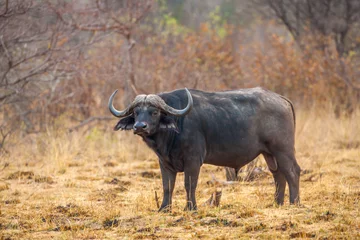 Cercles muraux Buffle Portrait of a Cape buffalo (Syncerus caffer) in the wild