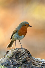 Robin bird sitting on old wood in forest at sunset. Side view, closeup. Blurred colorful background. Genus Erithacus rubecula. 