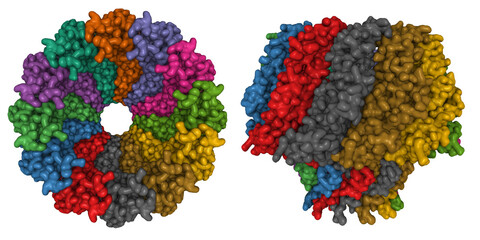 Atomic structure of the Epstein-Barr portal, structure I, 3D Gaussian surface model in two purpendicular projections, chain ID color scheme, PDB 6rvr