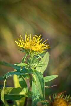 Elecampane flowers, also called horse-heal or elfdock. Inula magnifica