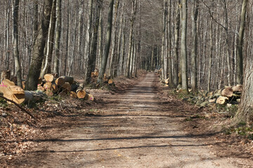 Gefällte Baumstämme am Wegrand