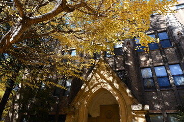 東京大学本郷キャンパスの洋館と銀杏の紅葉風景