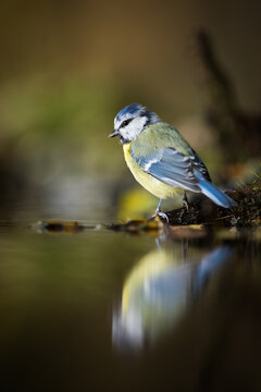 Eurasian blue tit, cyanistes caeruleus, looking to the reflection in water. Blue and yellow songbird sitting on riverside in spring. Color feathered animal resting next to river. © WildMedia