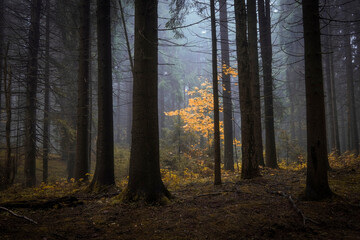 tree with autumn yellow leaves in dark misty forest. autumn atmospheric forest landscape