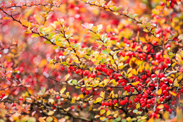Fototapeta premium Red hawthorn berries on a bush. Crataegus. Bright colors of autumn