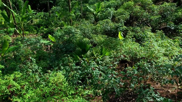 View over a small chacra, a ranch or agriculture area in the middle of the forest with yucca and banana plants intercropped 