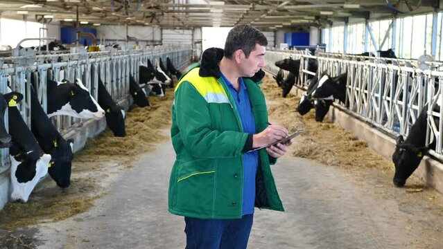 A veterinarian farmer in uniform with a tablet and cows in a cowshed on a dairy farm.