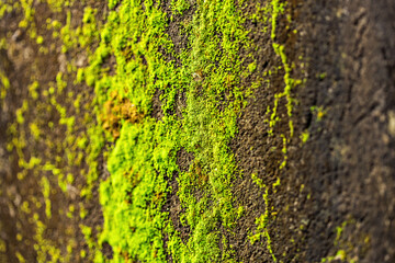 Green mossy concrete wall close up selective focus